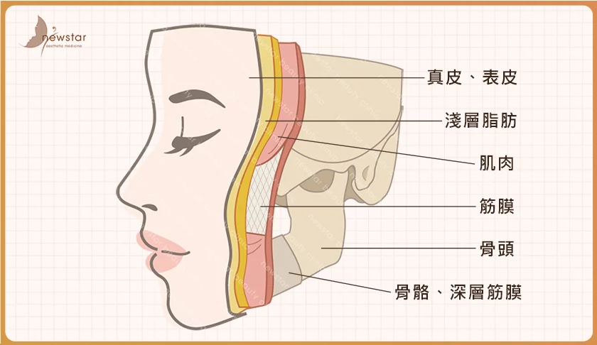 臉部拉提_臉部結構圖