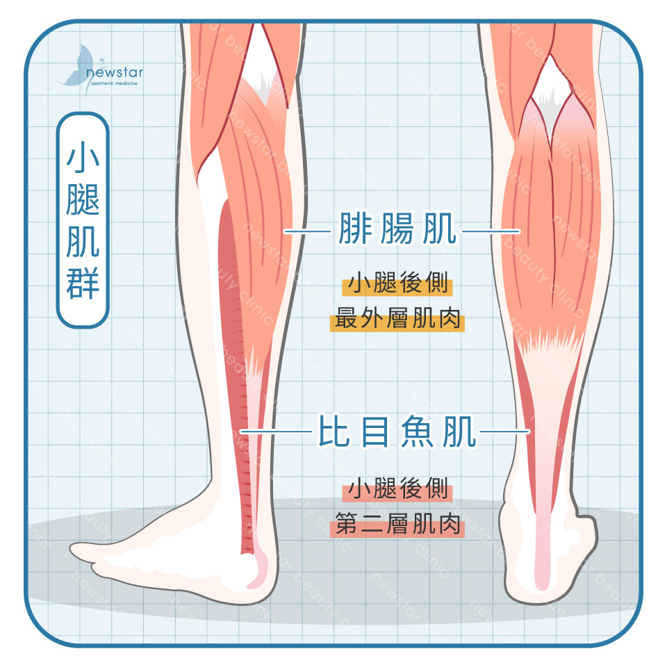 瘦小腿療程_腓腸肌&比目魚肌